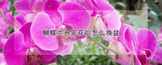 蝴蝶兰开完花后怎么换盆,第1图