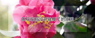 茶花花苞没开就掉了的原因,第1图