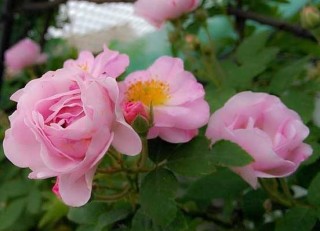 盆栽蔷薇花的养殖方法，注意光照充足、做好控水控肥,第4图