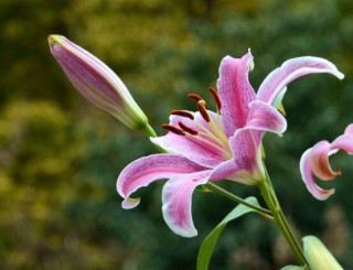 百合花养水里能活多久，做好五个要点可存活百日以上,第1图