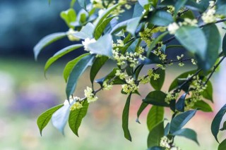 桂花树什么时候开花，四季桂一年四季都能开花,第5图