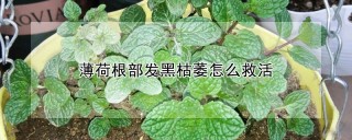 薄荷根部发黑枯萎怎么救活,第1图