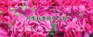 月季秋季施什么肥,第1图