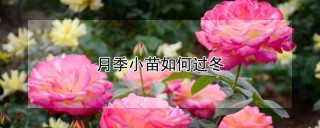 月季小苗如何过冬,第1图