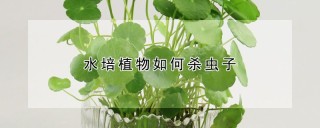 水培植物如何杀虫子,第1图