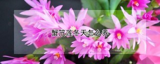 蟹笊莲冬天怎么养,第1图