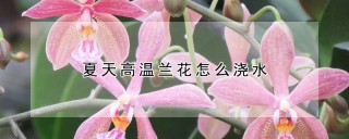 夏天高温兰花怎么浇水,第1图