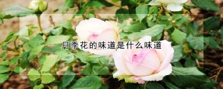 月季花的味道是什么味道,第1图