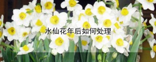 水仙花年后如何处理,第1图