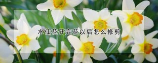 水仙花开完花以后怎么修剪,第1图