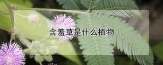 含羞草是什么植物,第1图