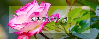 烈香茶花怎么养,第1图