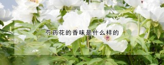 芍药花的香味是什么样的,第1图