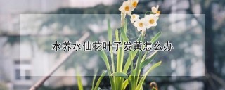 水养水仙花叶子发黄怎么办,第1图