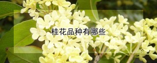 桂花品种有哪些,第1图