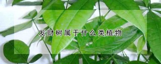 发财树属于什么类植物,第1图