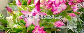 蟹爪兰主茎腐烂怎么办,第1图