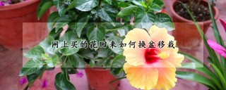 网上买的花回来如何换盆移栽,第1图