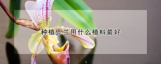 种植兜兰用什么植料最好,第1图