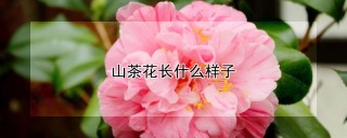 山茶花长什么样子,第1图