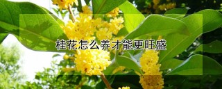 桂花怎么养才能更旺盛,第1图