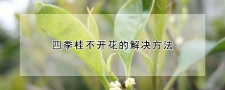 四季桂不开花的解决方法,第1图