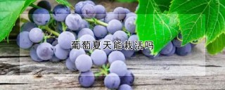 葡萄夏天能栽活吗,第1图