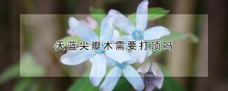 天蓝尖瓣木需要打顶吗,第1图