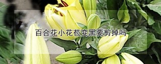 百合花小花苞变黑要剪掉吗,第1图