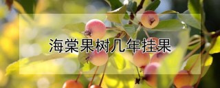 海棠果树几年挂果,第1图