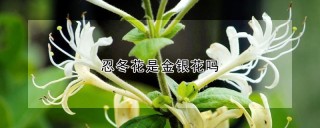 忍冬花是金银花吗,第1图