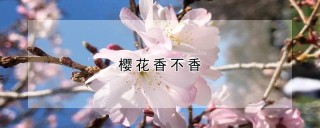 樱花香不香,第1图