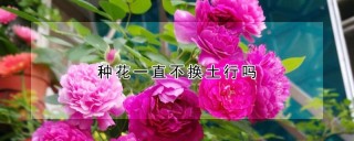 种花一直不换土行吗,第1图