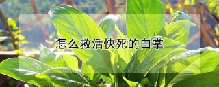 怎么救活快死的白掌,第1图