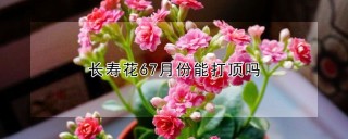 长寿花67月份能打顶吗,第1图