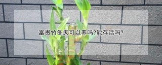 富贵竹冬天可以养吗?能存活吗?,第1图