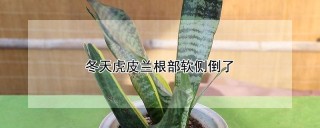 冬天虎皮兰根部软侧倒了,第1图