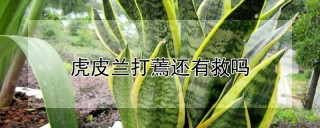 虎皮兰打蔫还有救吗,第1图