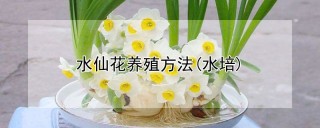 水仙花养殖方法(水培),第1图