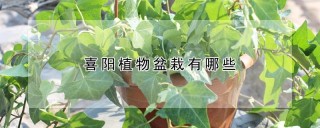 喜阳植物盆栽有哪些,第1图