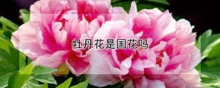 牡丹花是国花吗,第1图