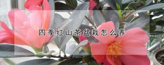 四季红山茶盆栽怎么养,第1图