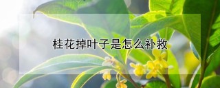 桂花掉叶子是怎么补救,第1图