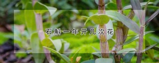 石斛一年开几次花,第1图