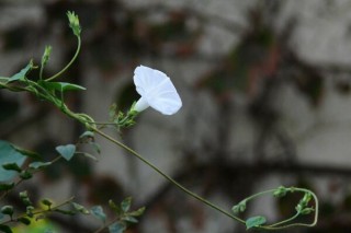 牵牛花如何种植，牵牛花种植步骤,第1图