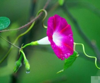 牵牛花的精神是什么，顽强不屈，努力拼搏，积极向上,第5图