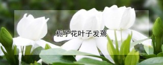 栀子花叶子发蔫,第1图