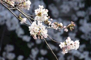 樱花的种植方法，5步即可完成樱花的种植,第3图