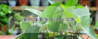 室内绿萝多久浇一次水,第1图