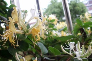盆栽金银花怎样过冬，入室保暖并加强光照,第4图